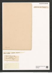 Rhabdonema crozierii Grun. (de-Toni-Nr.: Genus 95, Species 3064) Zeichnungen Sammlung Grunow (NHMW-BOT-W0374904)